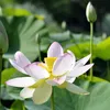 Frauenheilkunde in der Ayurveda Medizin- Hormone in Balance ein Leben lang